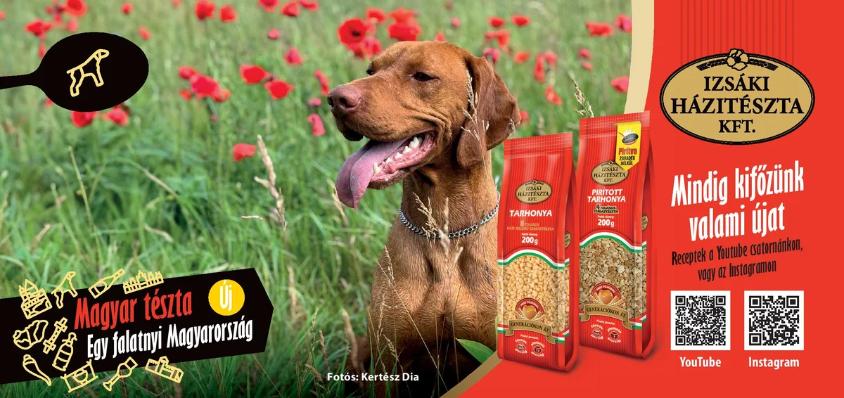 Magyar vizsla naptárkép