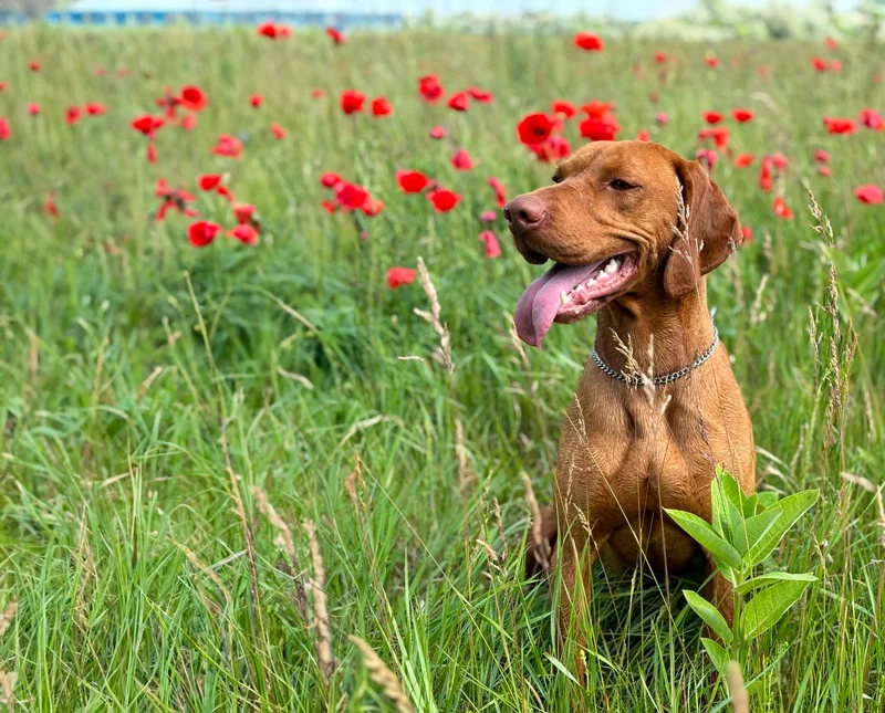 Magyar vizsla